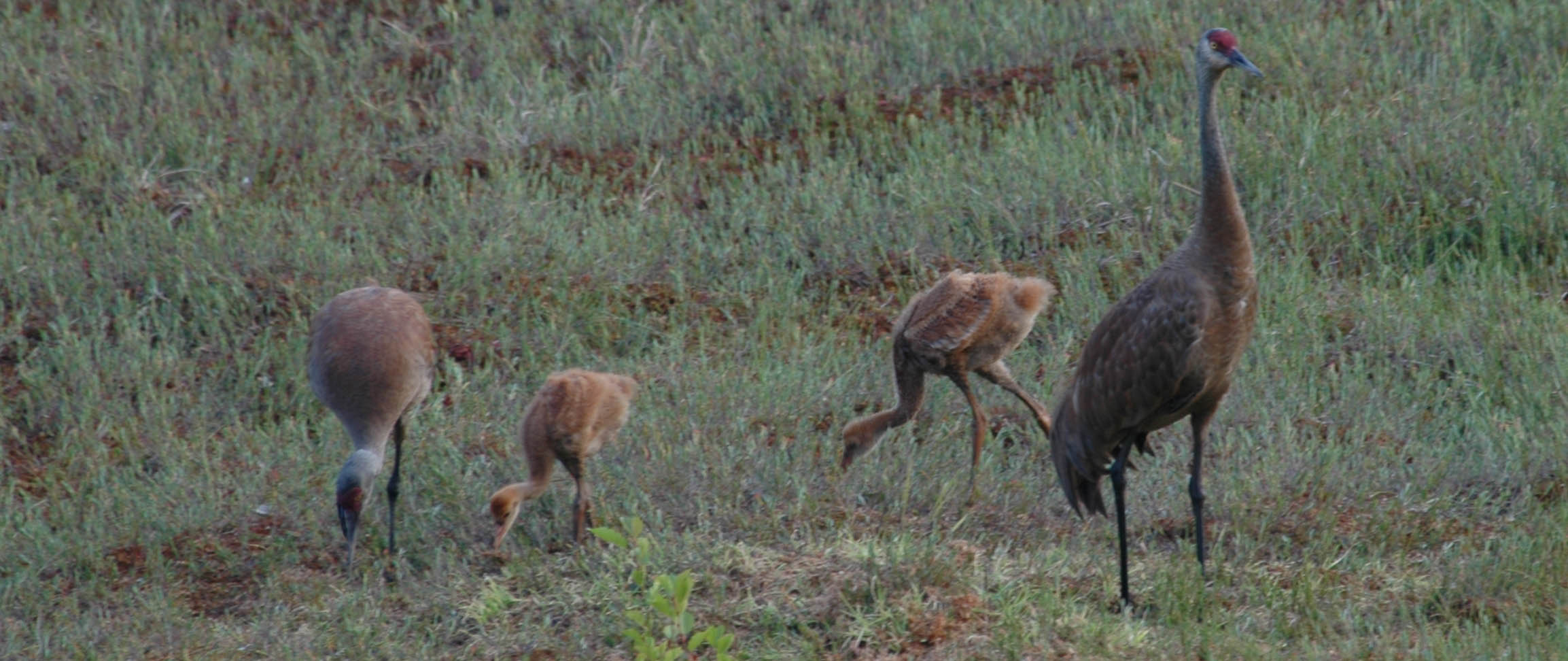 Millie, Woodstock-04, Peter Pan-04 & Roy